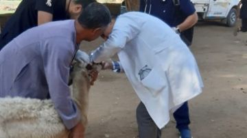 محافظ أسيوط: قوافل بيطرية تجوب قرى أسيوط خلال أكتوبر وتعالج 3 آلاف رأس ماشية و6 آلاف دواجن محافظ أسيوط: قوافل بيطرية تجوب قرى أسيوط خلال أكتوبر وتعالج 3 آلاف رأس ماشية و6 آلاف دواجن