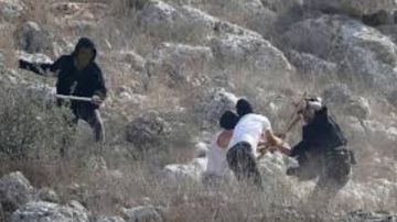 موسم الزيتون يتحول لساحة اعتداءات..مستوطنون يهاجمون المزارعين الفلسطينيين