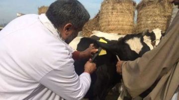 تنتقل بسهولة عبر الهواء.. الخدمات البيطرية : مصر محاطة بدول تعاني من الحمى القلاعية فيديو