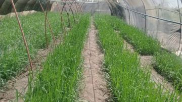 إزالة تعديات على الأراضي وزراعة 455 فدان قصب خريفي في الأقصر إزالة تعديات على الأراضي وزراعة 455 فدان قصب خريفي في الأقصر