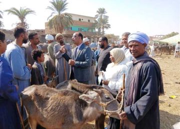تحصين 12 ألف رأس ماشية ضد الأمراض الوبائية في أسوان خلال أكتوبر 2025