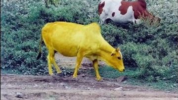 ماذا يتعلم المسلم من قصة البقرة فى القرآن؟..علي جمعة يوضح