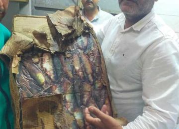 ضبط 2 طن دواجن ولحوم وأسماك فاسدة في القليوبية