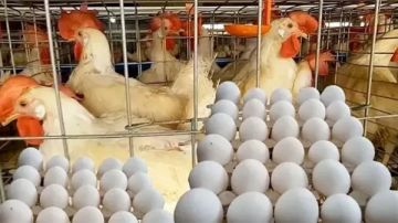 أسعار الدواجن والبيض اليوم بأسواق الوادي الجديد أسعار الدواجن والبيض اليوم بأسواق الوادي الجديد