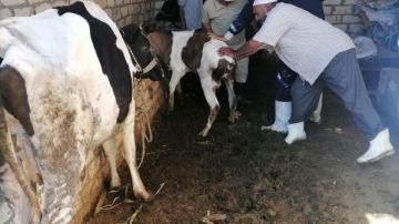 تحصين 13.77٪ من الثروة الحيوانية بالإسماعيلية ضد الحمى القلاعية خلال أسبوع