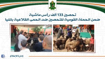 تحصين 133 ألف رأس ماشية ضد حمى الوادي المتصدع والقلاعية بالمنيا