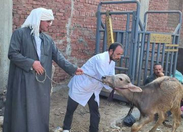 بيطري القليوبية : حملة لتحصين المواشى بسوق شبين القناطر ضد الحمى القلاعية بيطري القليوبية : حملة لتحصين المواشى بسوق شبين القناطر ضد الحمى القلاعية