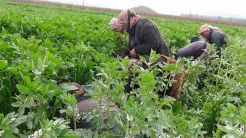  30.2 زيادة في صافي قيمة الدخل الزراعي لعام 2023 2024