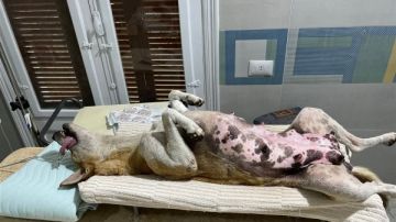 لإعلان مصر خالية من السعار بحلول عام 2030.. إجراء عمليات تعقيم لـ 110 كلاب ضالة بالغردقة لإعلان مصر خالية من السعار بحلول عام 2030.. إجراء عمليات تعقيم لـ 110 كلاب ضالة بالغردقة