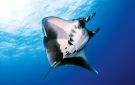 سمكة المانتا راي.. زائرة مهيبة في أعماق البحر الأحمر ما القصة؟