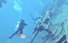 تحذيرات من تلف الشعب المرجانية النادرة لغياب الشمندورات في أماكن الغوص بالبحر الأحمر