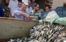 ضبط 10 أطنان أسماك فاسدة في الشرقية