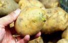 نشرة المرأة والمنوعات: متى تصبح البطاطس سامة ولا تصلح للأكل؟.. مخاطر تناول البلح في الشهور الأولى من الحمل