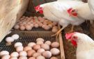 بكام الفراخ النهارده؟.. أسعار الدواجن والبيض في أسواق وبورصة الشرقية الأحد 2-11-2025