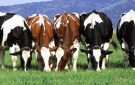 الأطباء البيطريين: لا خطورة من تناول لحوم وألبان الأبقار المصابة بالحمى القلاعية