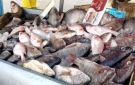 أسعار الأسماك الطازجة بأسواق الوادي الجديد اليوم الجمعة