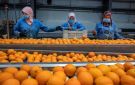 وزارة الزراعة تعلن بدء موسم تصدير البرتقال المصري في 15 ديسمبر المقبل