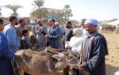 تحصين 12 ألف رأس ماشية ضد الأمراض الوبائية في أسوان خلال أكتوبر 2025