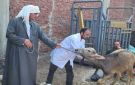  بيطري القليوبية : حملة لتحصين المواشى بسوق شبين القناطر ضد الحمى القلاعية