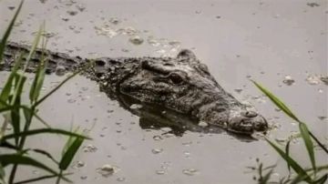 تفاصيل ظهور تماسيح في مصرف قرية بالشرقية.. والمحافظة تتحرك