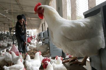 مصر: انخفاض غير مسبوق بأسعار الدواجن والبيض.. وتجار يعلقون مصر: انخفاض غير مسبوق بأسعار الدواجن والبيض.. وتجار يعلقون