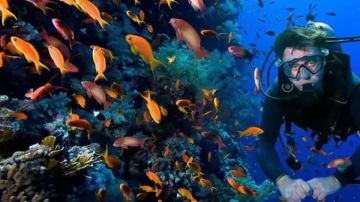 البيئة: ثلاث مواقع غوص صناعية لإنقاذ شعاب البحر الأحمر.. معركة بين الإنسان والطبيعة البيئة: ثلاث مواقع غوص صناعية لإنقاذ شعاب البحر الأحمر.. معركة بين الإنسان والطبيعة