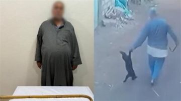 عقب تداول الفيديو.. ضبط عامل اعتدى على قطة بعصا خشبية بالشرقية