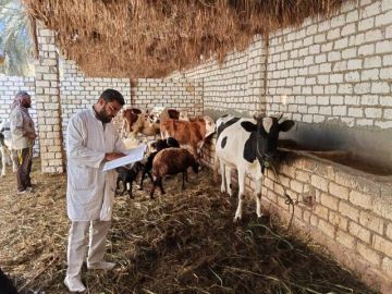 8.1 مليون جرعة تحصين للماشية في مصر