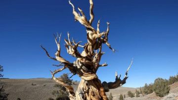 بروميثيوس.. كيف قاد خطأ علمي إلى قطع أقدم شجرة عرفها العالم؟ بروميثيوس.. كيف قاد خطأ علمي إلى قطع أقدم شجرة عرفها العالم؟