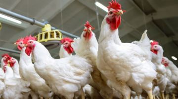 كيلو الفراخ بـ 61 جنيه .. ومفاجأة في أسعار البانيه والبيض تفاصيل كيلو الفراخ بـ 61 جنيه .. ومفاجأة في أسعار البانيه والبيض تفاصيل