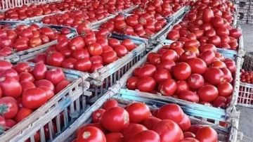 خزنوا الطماطم قبل 20 يوما.. نقيب الفلاحين يوجه نصيحة عاجلة للمواطنين