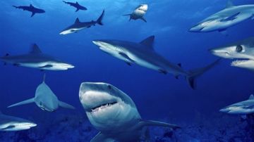 25 ألف دولار لكل قرش.. البيئة: البحر الأحمر يحول القروش لأبطال اقتصاديين