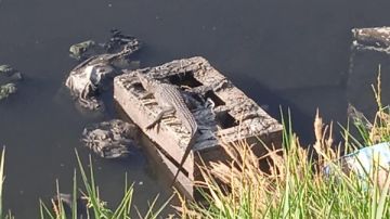 تماسيح بمياه المصرف.. أهالي عزبة سدرة بالشرقية يستغيثون والمحافظة تتحرك تماسيح بمياه المصرف.. أهالي عزبة سدرة بالشرقية يستغيثون والمحافظة تتحرك