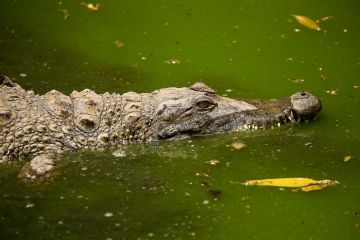 مصر.. تشكيل لجنة عاجلة للتحقق من رصد تماسيح بمحافظة الشرقية مصر.. تشكيل لجنة عاجلة للتحقق من رصد تماسيح بمحافظة الشرقية