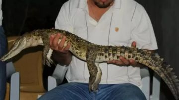 بيطري الشرقية يكشف تفاصيل جديدة عن تماسيح الزوامل وسبب ظهورها المفاجئ بيطري الشرقية يكشف تفاصيل جديدة عن تماسيح الزوامل وسبب ظهورها المفاجئ