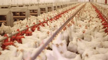 أزمة قبل رمضان.. ارتباك حاد يضرب سوق الدواجن مع انهيار الأسعار وخروج المربين أزمة قبل رمضان.. ارتباك حاد يضرب سوق الدواجن مع انهيار الأسعار وخروج المربين