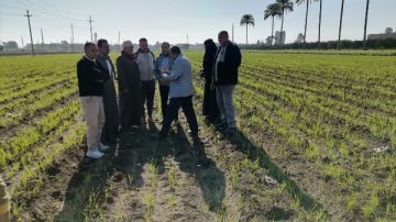 الزراعة تنفذ 15 دورة تدريبية حول مكافحة حشيشة الزمير في محصول القمح