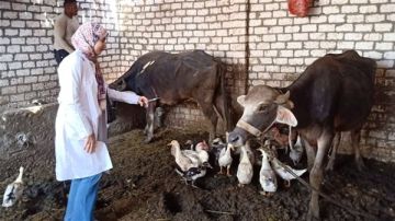 الزراعة: تحصين أكثر من 8.5 مليون رأس ماشية ضد الحمى القلاعية وحمى الوادي المتصدع الزراعة: تحصين أكثر من 8.5 مليون رأس ماشية ضد الحمى القلاعية وحمى الوادي المتصدع