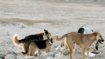 الزراعة: تفعيل خطة شاملة لمواجهة ظاهرة كلاب الشوارع