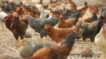 جنيه واحد للكيلو ينتهي بالإغلاق.. ضبط محل دواجن مخالف ومنتجات غير صالحة جنيه واحد للكيلو ينتهي بالإغلاق.. ضبط محل دواجن مخالف ومنتجات غير صالحة