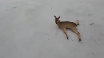 مشاهد مثيرة في بحيرات سيبيريا المتجمدة.. صيادون ينقذون 300 غزال يحمور من الموت على الجليد