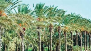 موجز أخبار الوادي الجديد.. الانتهاء من حصر زراعات النخيل.. والتضامن تحرر 103 أسر من قيود الديون موجز أخبار الوادي الجديد.. الانتهاء من حصر زراعات النخيل.. والتضامن تحرر 103 أسر من قيود الديون