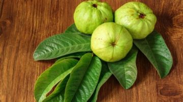 للحماية من الفيروسات المنتشرة ونزلات البرد.. تعرف على فوائد أوراق الجوافة