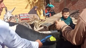 الغربية.. قافلة علاج بيطرية لـ 152 حيوانا و3600 طائر وصرف التحصينات والأدوية الغربية.. قافلة علاج بيطرية لـ 152 حيوانا و3600 طائر وصرف التحصينات والأدوية