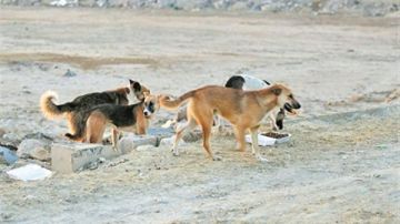 خطة حكومية لمواجهة كلاب الشوارع الضالة