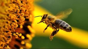 تجربة فريدة للزائرين.. متحف النحل الافتراضي في الأردن التفاصيل