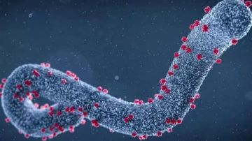 خبير صدرية يحسم جدل وجود ماربورج في مصر وعلاقته بالبرد المنتشر