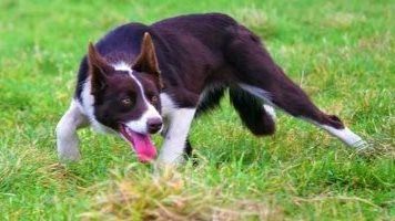 ضوابط قانونية تحكم حيازة الحيوانات الخطرة والكلاب وفقا للقانون تفاصيل