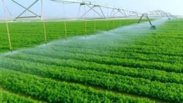 من 10 إلى 31 ألف جنيه.. تفاصيل صادمة عن إيجار أراضي المزارعين بالغربية من 10 إلى 31 ألف جنيه.. تفاصيل صادمة عن إيجار أراضي المزارعين بالغربية