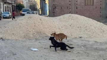 الرفق بالحيوان: توثيق أعداد الكلاب في مصر لمراقبتها